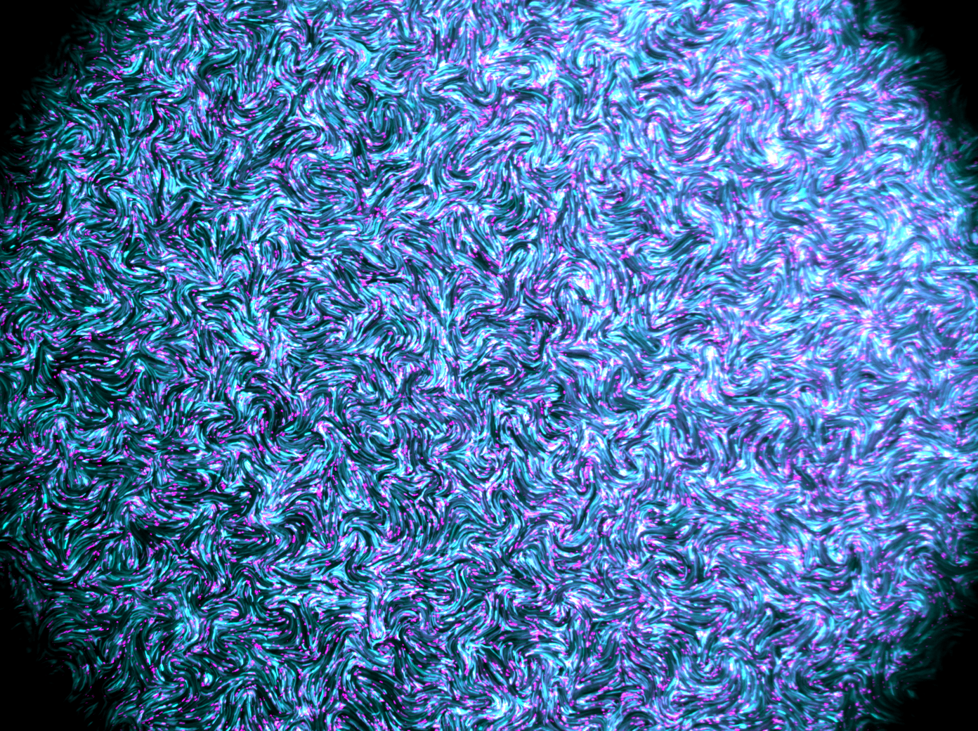 A fluoresce image of E. coli bacteria.