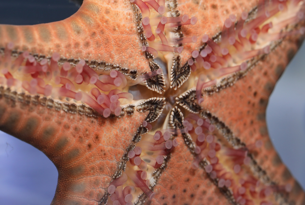Breakthrough Study Unveils Sea Star Secrets: UC Irvine and USC Scientists Decode Sea Star Movement, Offering New Insights for Advanced Robotic Systems Design