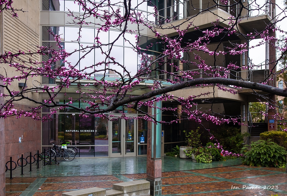 image of natural sciences 2 building entrance behind purple leaves